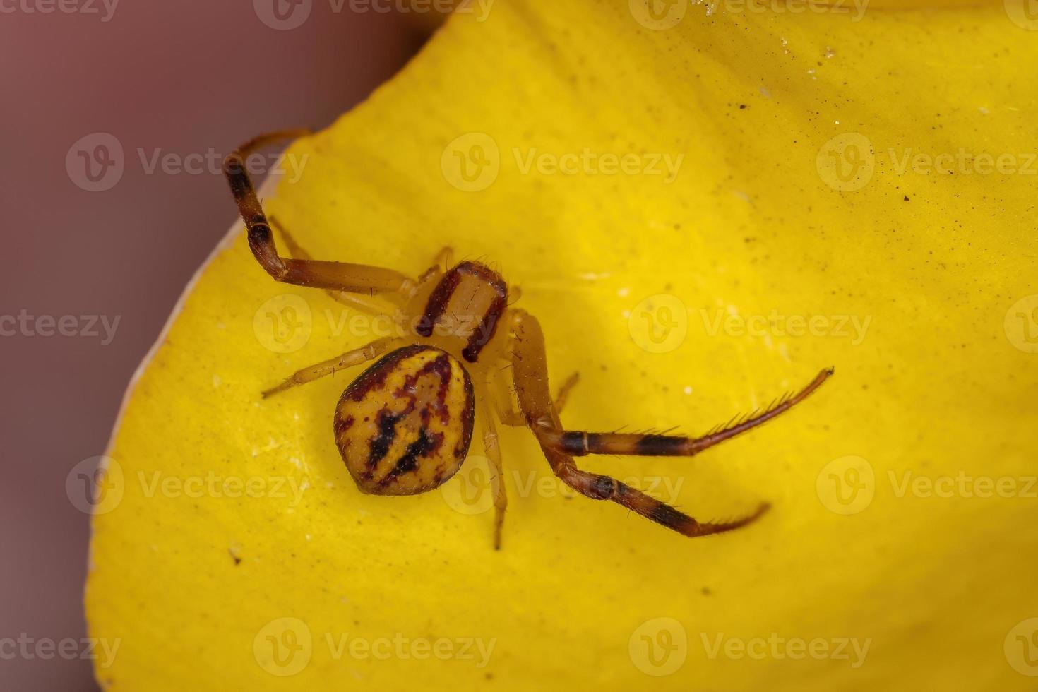 kleine Krabbenspinne foto