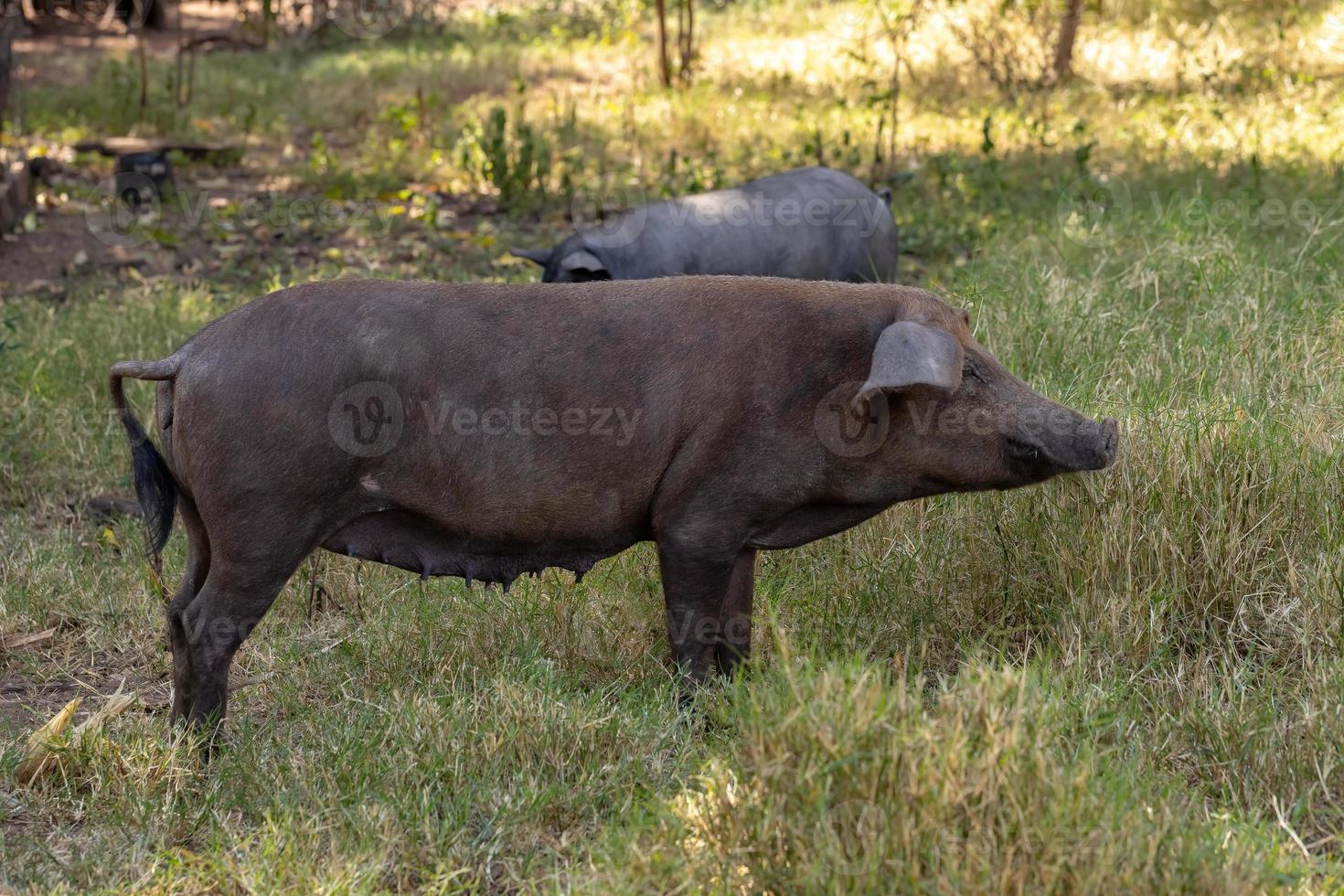 schwarzes Schwein gezüchtet foto