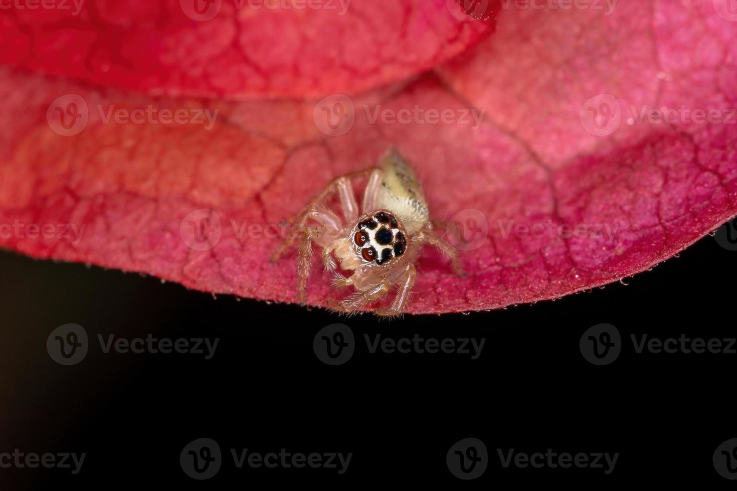 kleine springende Spinne foto