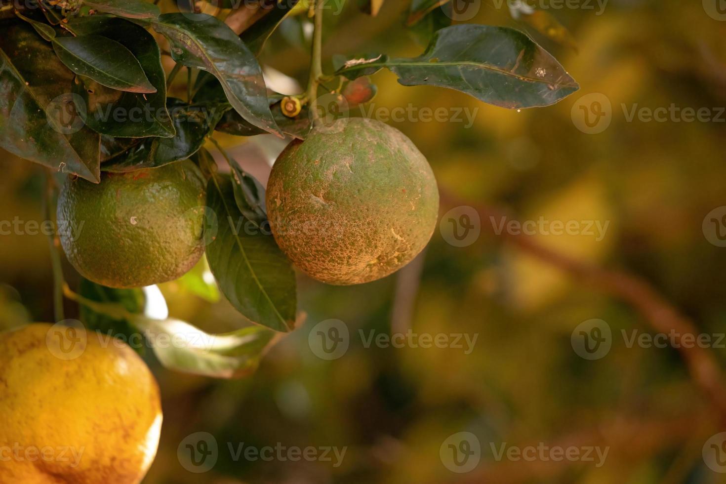 Orangenfrucht mit selektivem Fokus foto