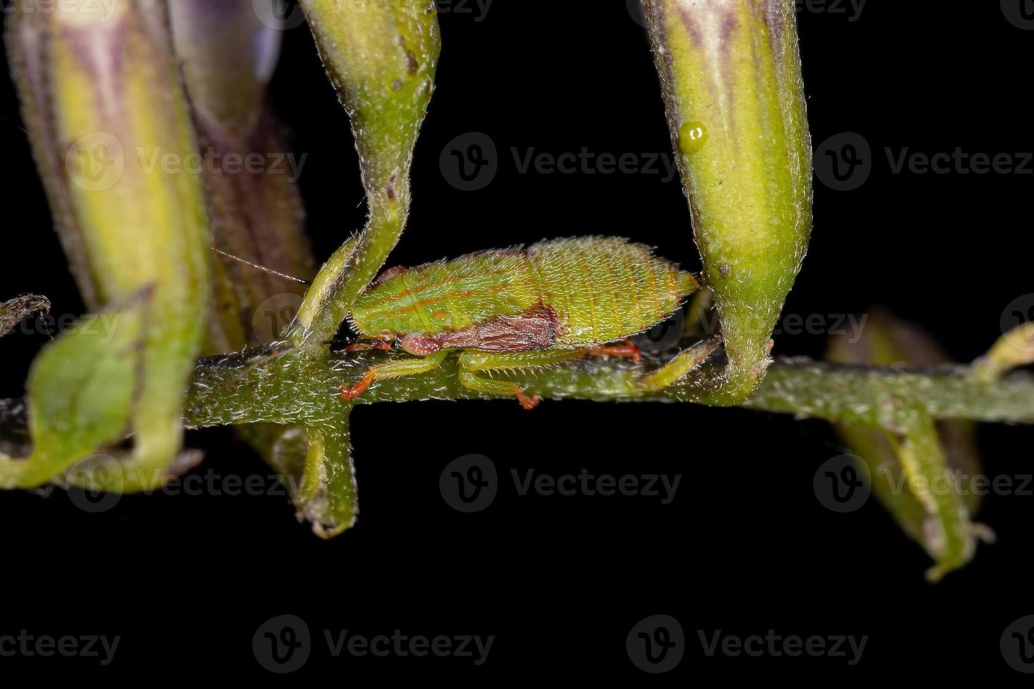 typische Zikadennymphe foto