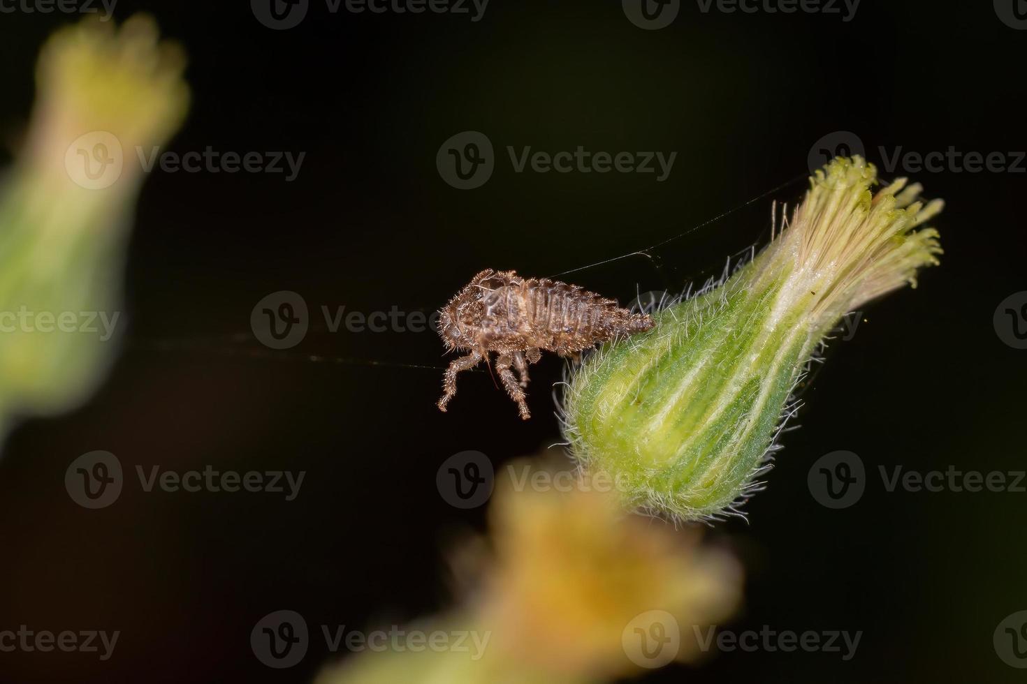 typische Baumzikaden-Exuvidae foto