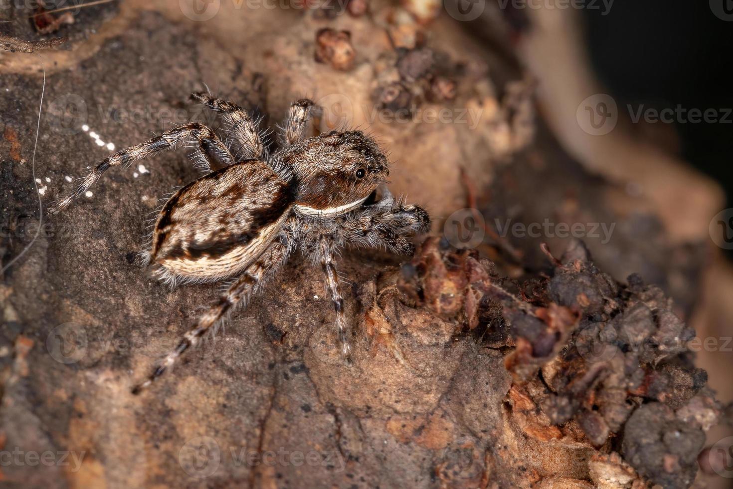 weibliche erwachsene graue wand springende spinne foto