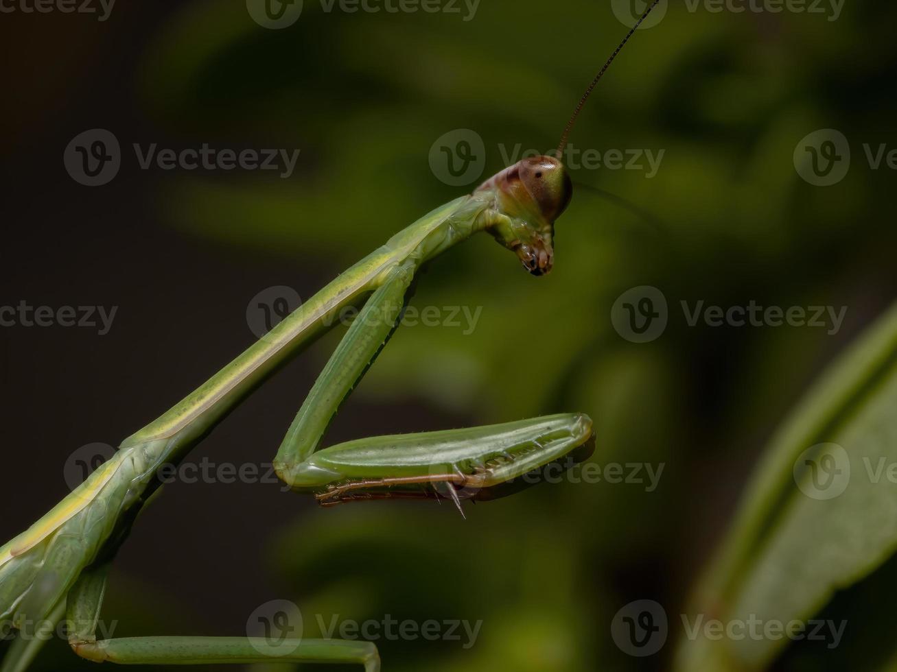 kleine Mantis-Nymphe foto