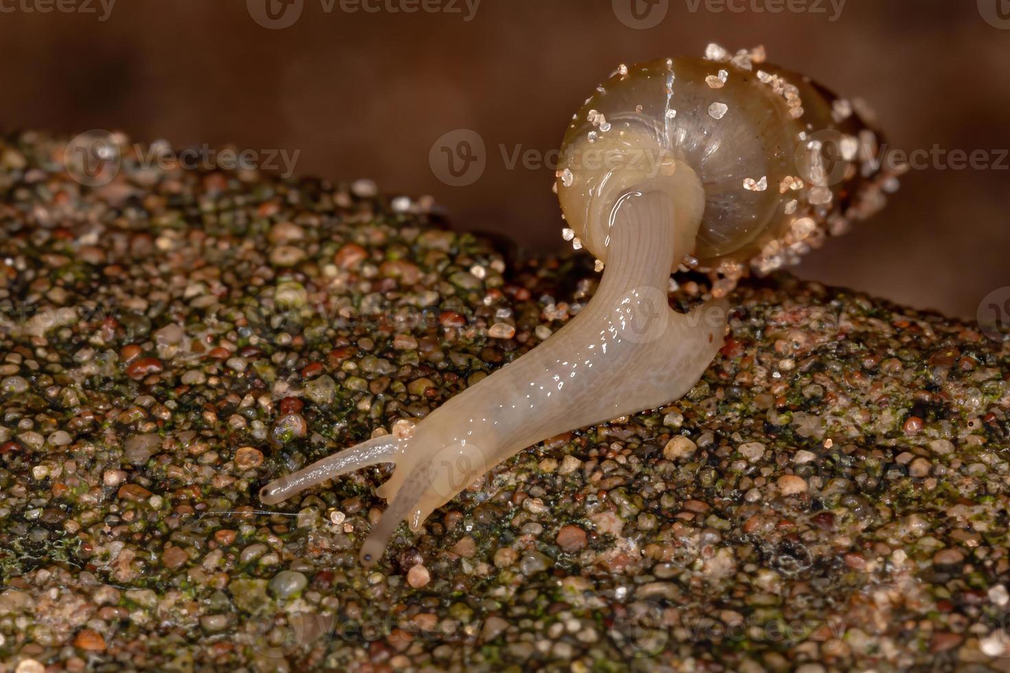 asiatische Landstreicherschnecke foto