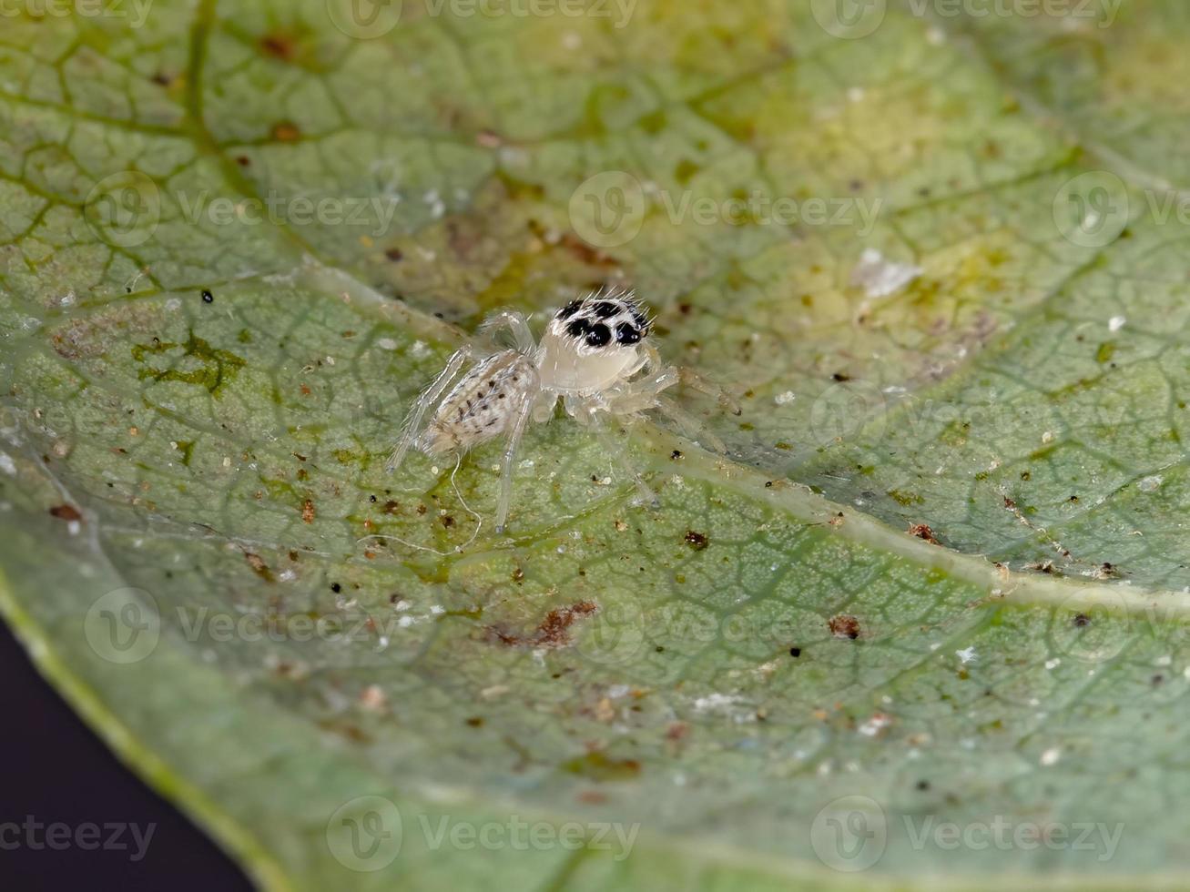 kleine springende Spinne foto