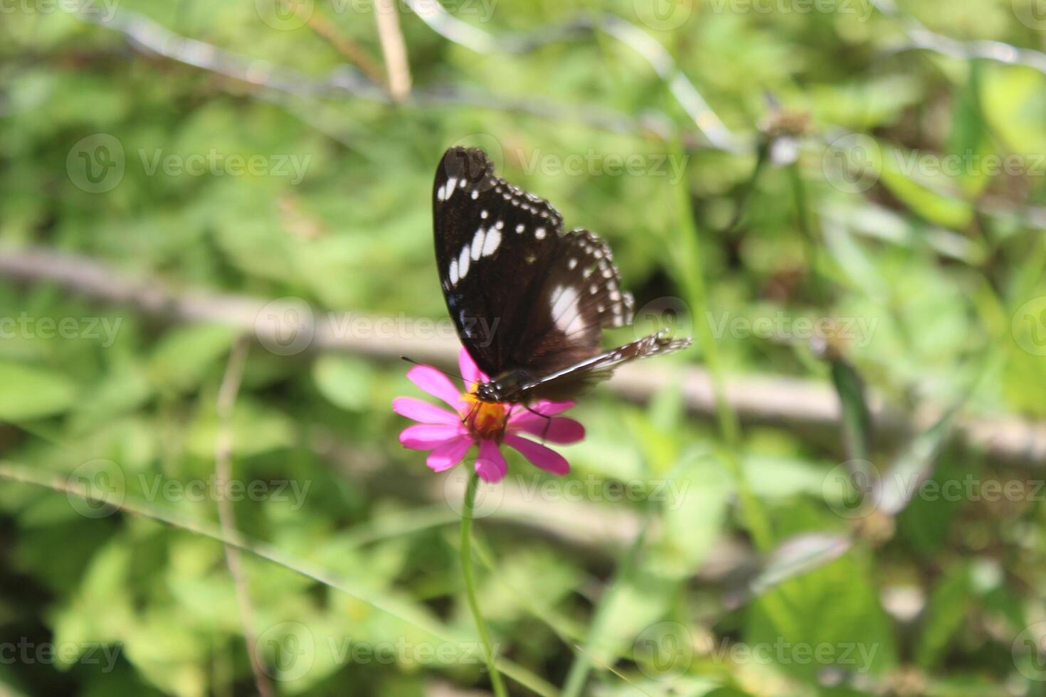 Schmetterling, saugen Honig auf ein blühen Pflanze foto