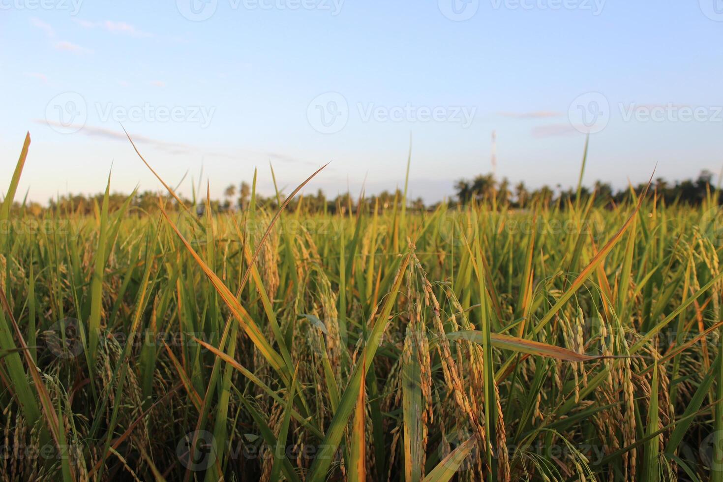 Reis Pflanzen und Blau Himmel. Nahansicht Aussicht von Reis Blätter im Reis Feld foto