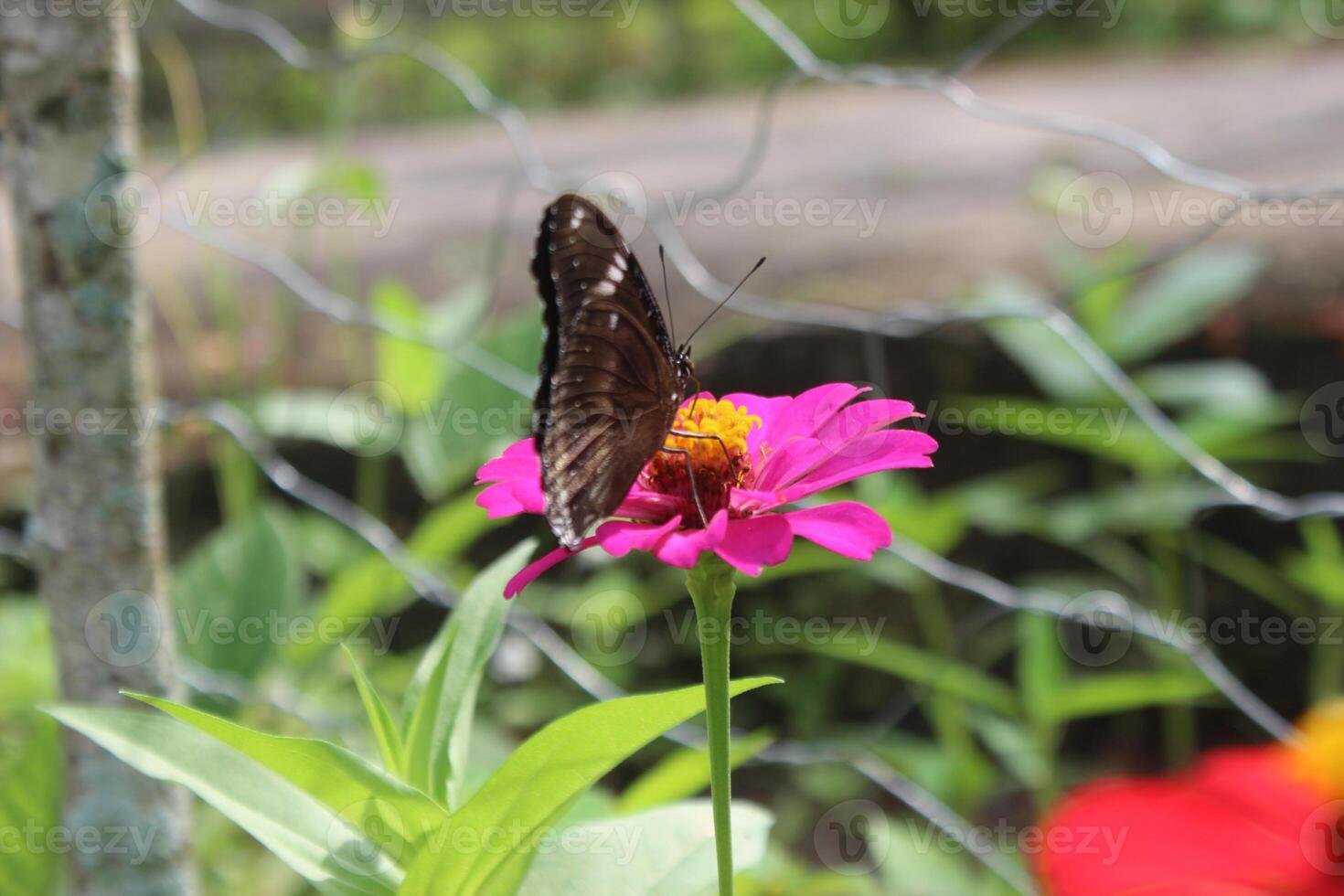 Schmetterling, saugen Honig auf ein blühen Pflanze foto