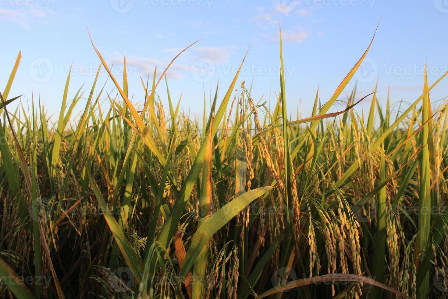 Reis Pflanzen und Blau Himmel. Nahansicht Aussicht von Reis Blätter im Reis Feld foto