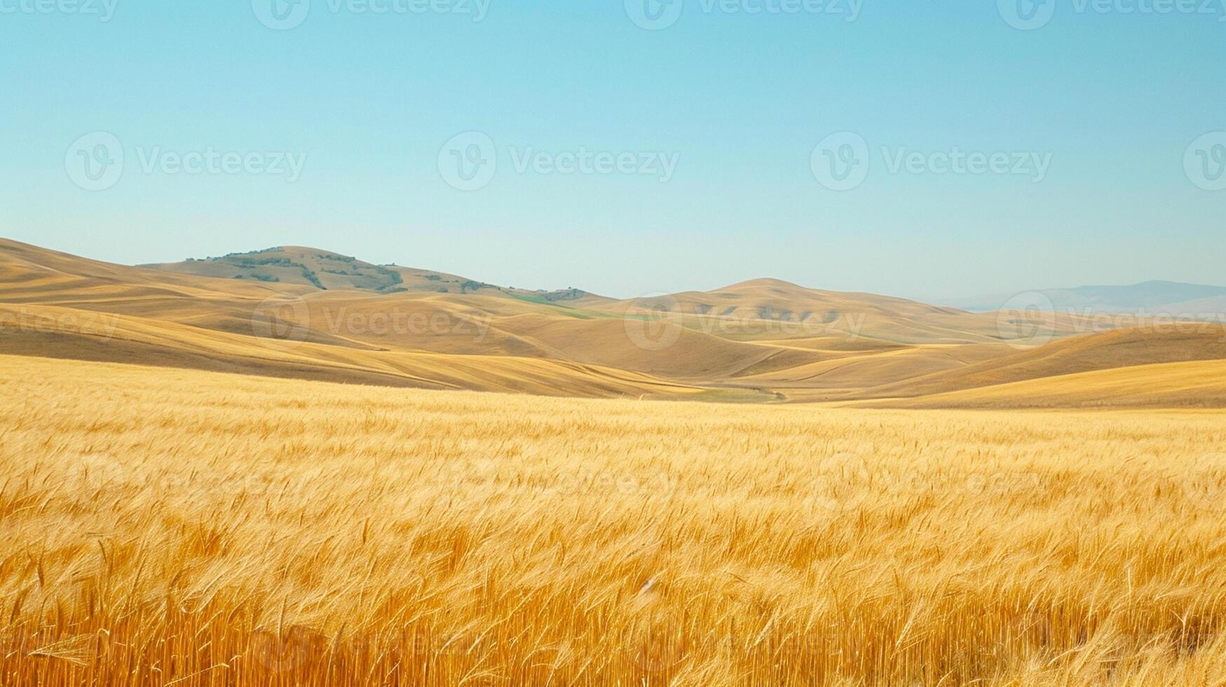ai generiert heiter Bild erfasst groß, öffnen Feld bedeckt mit golden Weizen. das Terrain ist rollen mit subtil Hügel zu das Landschaft. ai generiert foto