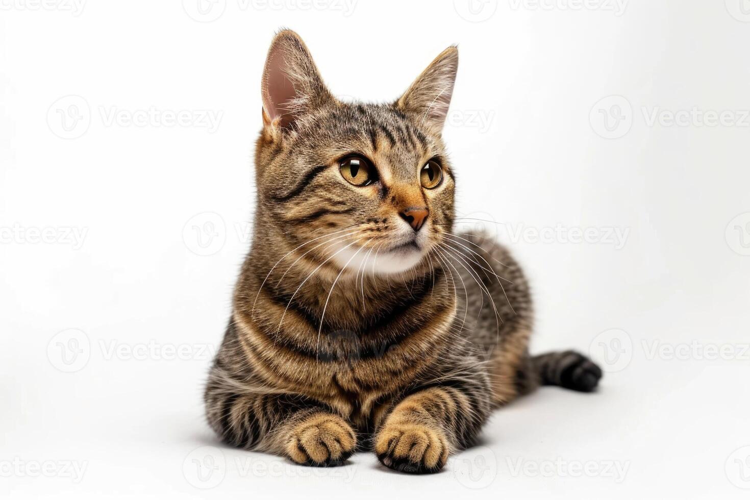 ai generiert Studio Porträt von ein Sitzung Tabby Katze suchen nach vorne gegen ein Weiß Hintergrund foto