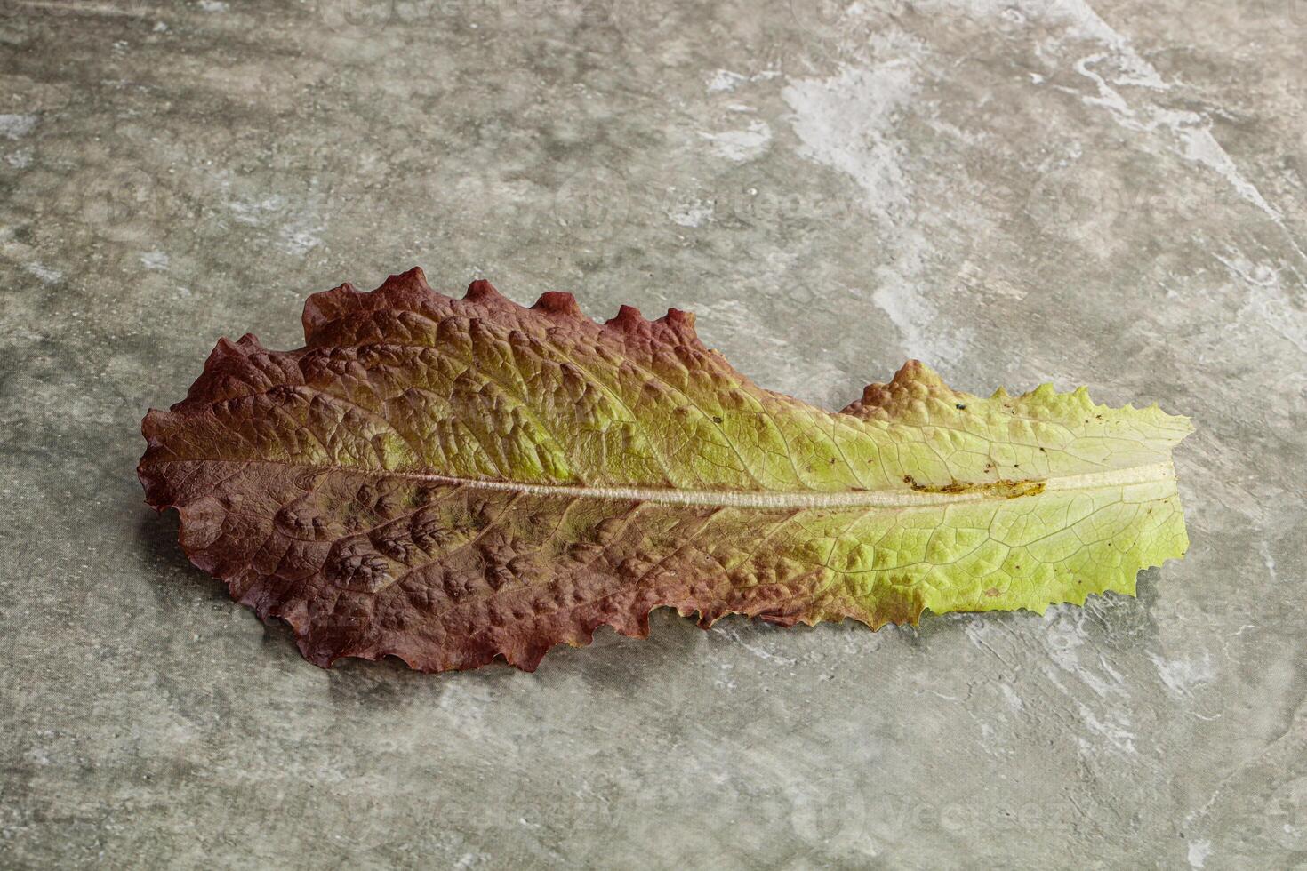 Grün Grüner Salat Salat Blatt isoliert foto