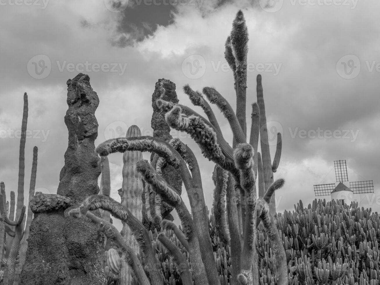 die Insel Lanzarote foto