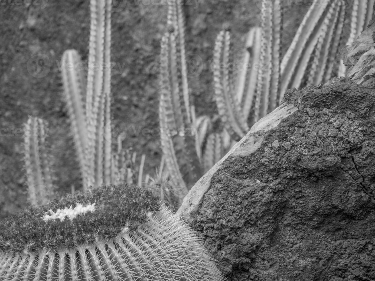 die Insel Lanzarote foto