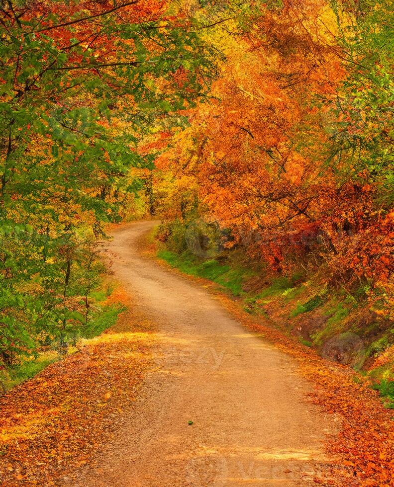 Weg im das Wald beim Herbst foto