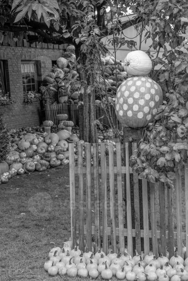 Kürbisse im das Deutsche Westfalen foto