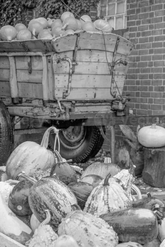 Punkpkins im Deutschland foto