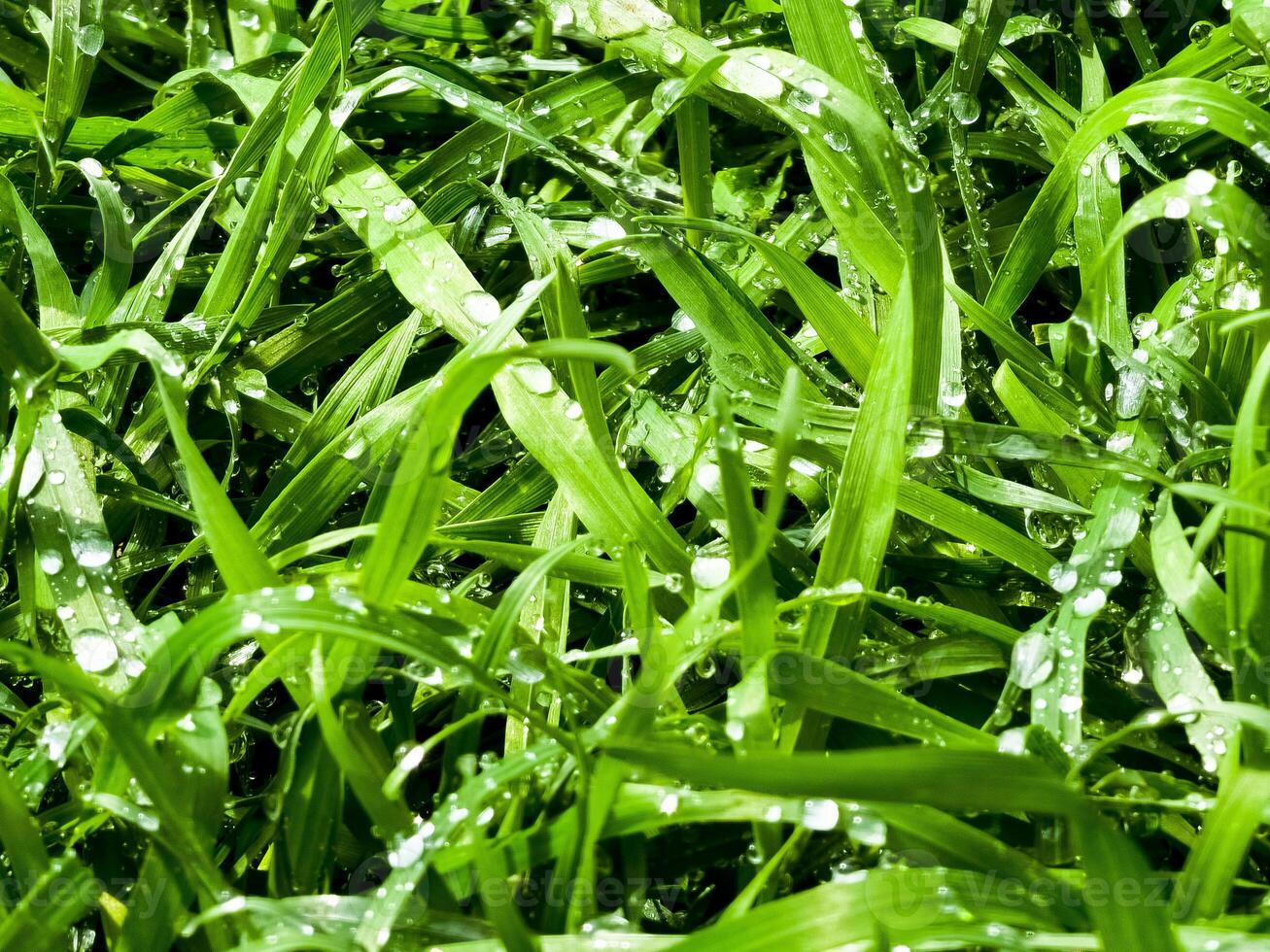 frisch Grün Gras mit Wasser Tropfen Nahansicht. Ross im das Frühling. foto