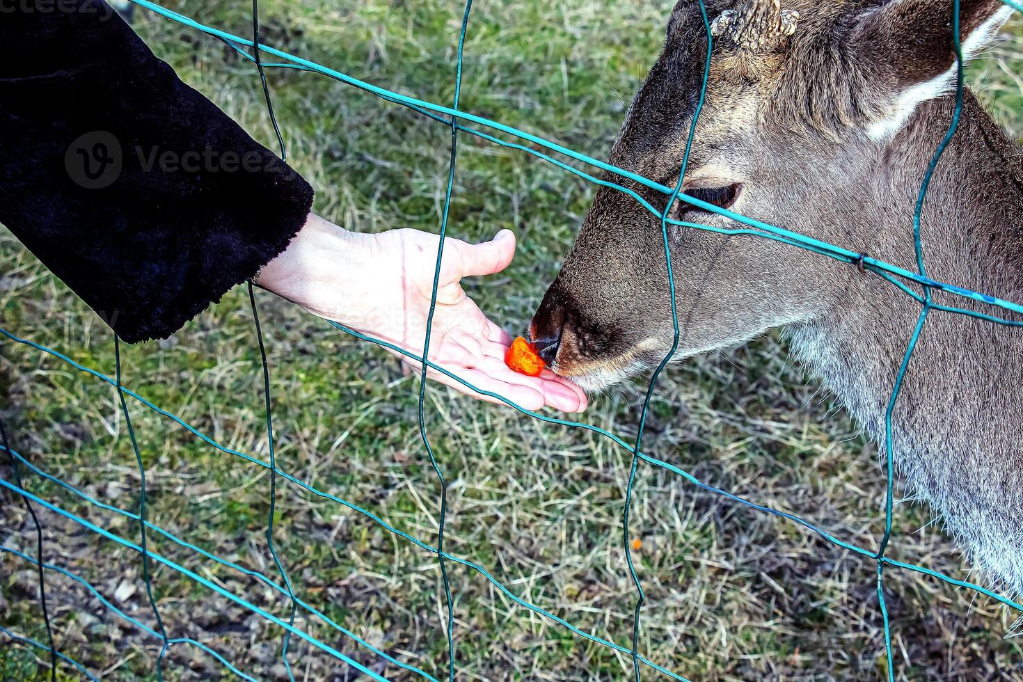 Nahansicht von Hand Fütterung Schaf. Mufflons auf das Gebiet von das landwirtschaftlich Universität von Nitra im Slowakei. foto