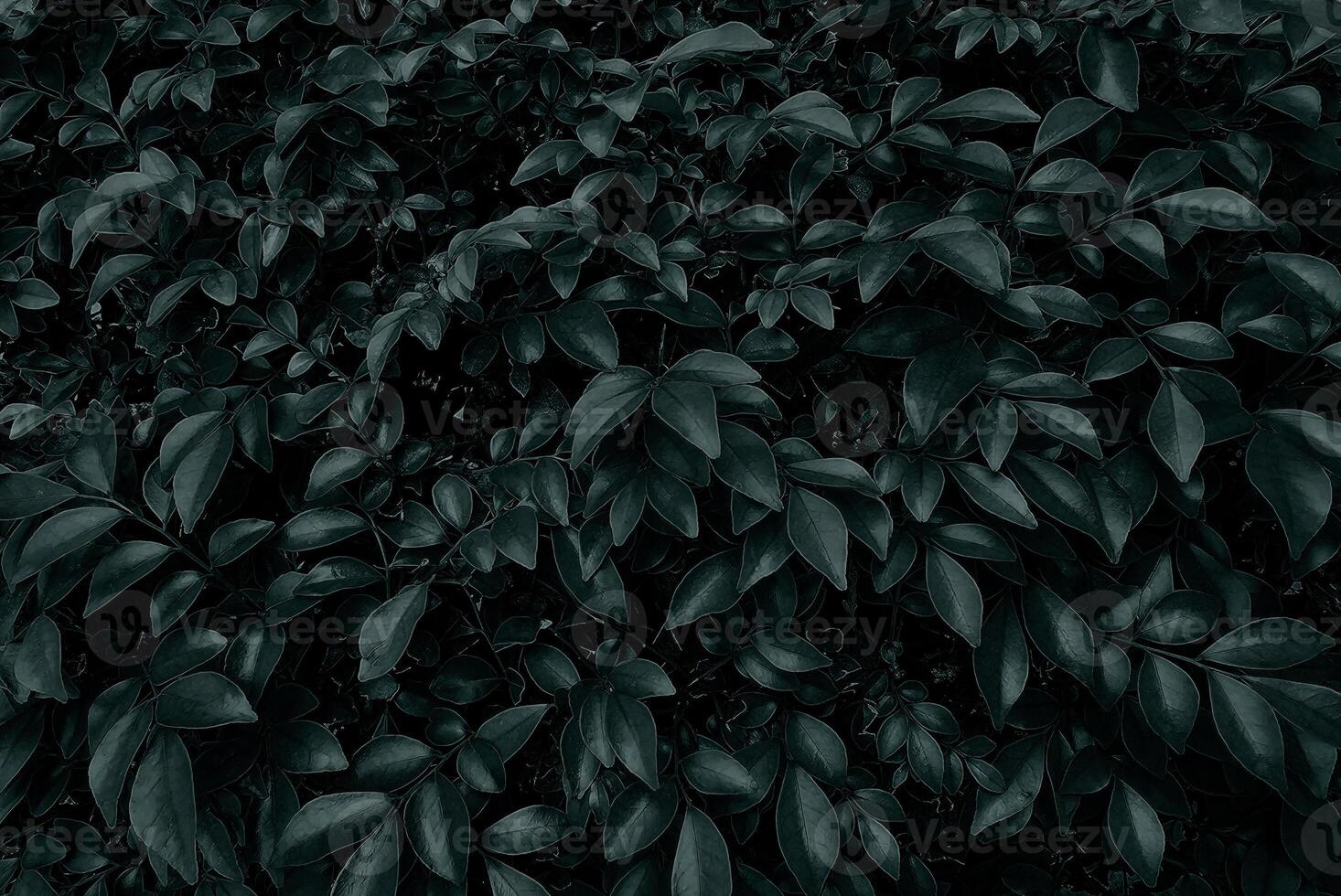 dunkel von cyan Blätter Hintergrund. foto