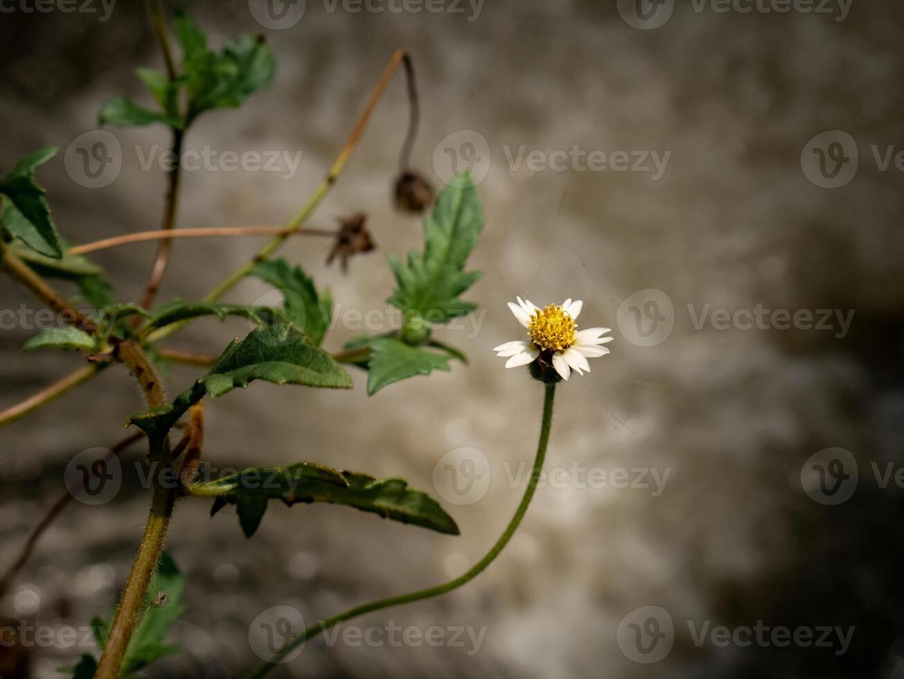 ein Stengel von schön Galinsoga quadriradiata, entstehenden auf das Fluss Bank foto