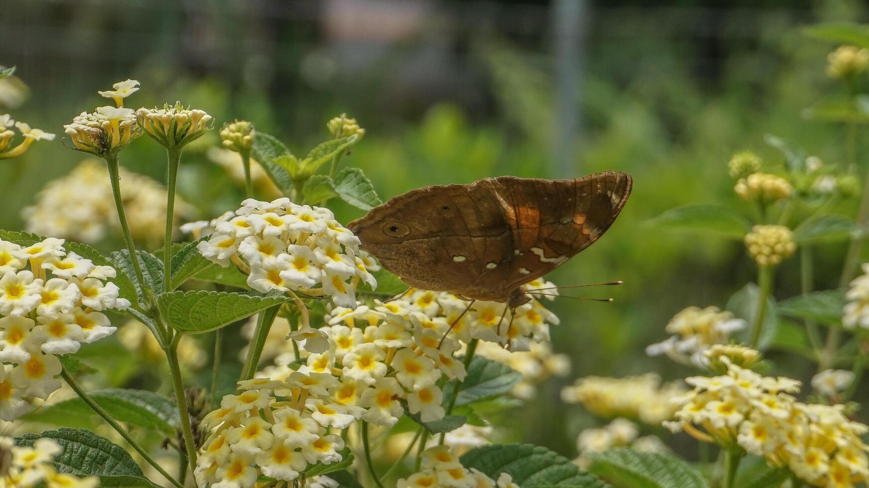 Schmetterling Landung auf ein Blume foto