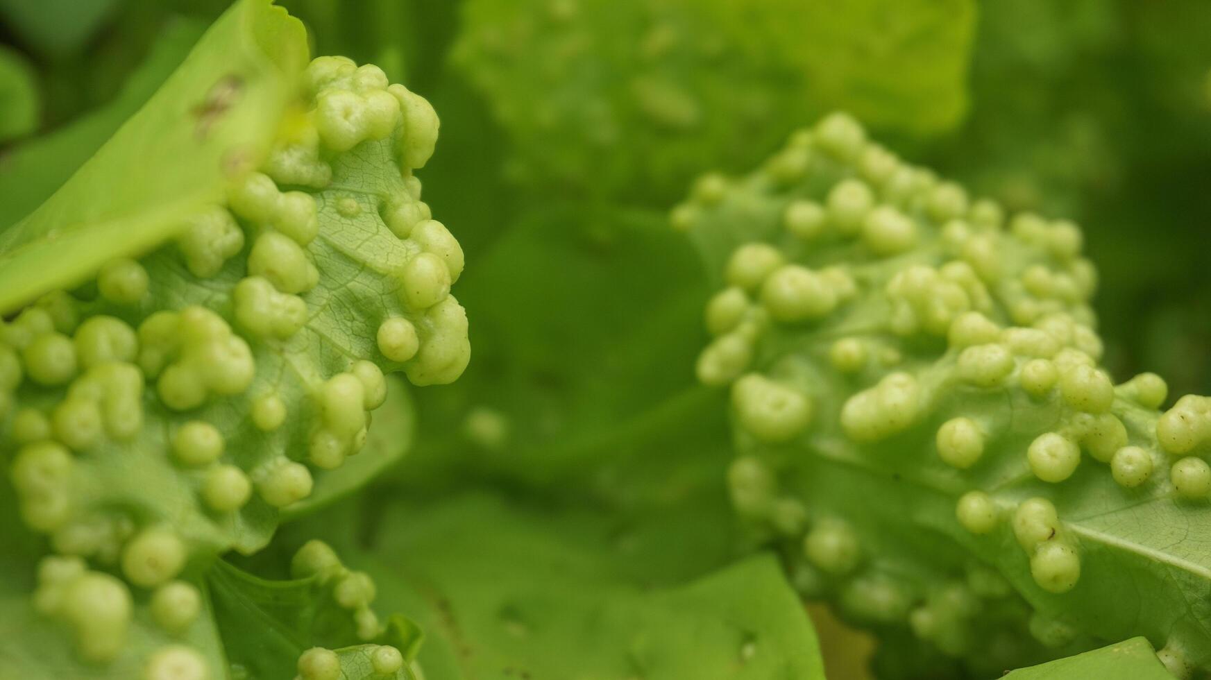 das Hintergrund von das Blätter von das Süss Kartoffel Pflanze ist Grün mit Polyzelen foto