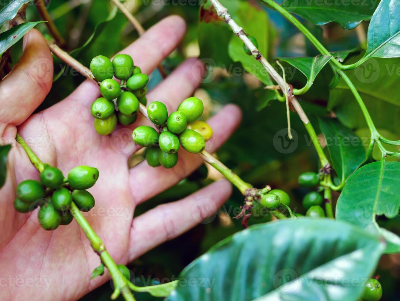 roh Kaffee Bohnen im Hände, Arabica Kaffee Beeren mit Landwirt Hände, roh Grün Kaffee Bohnen im Hand Bauer, frisch Kaffee, roh Grün Beere Zweig, Landwirtschaft auf Kaffee Baum foto