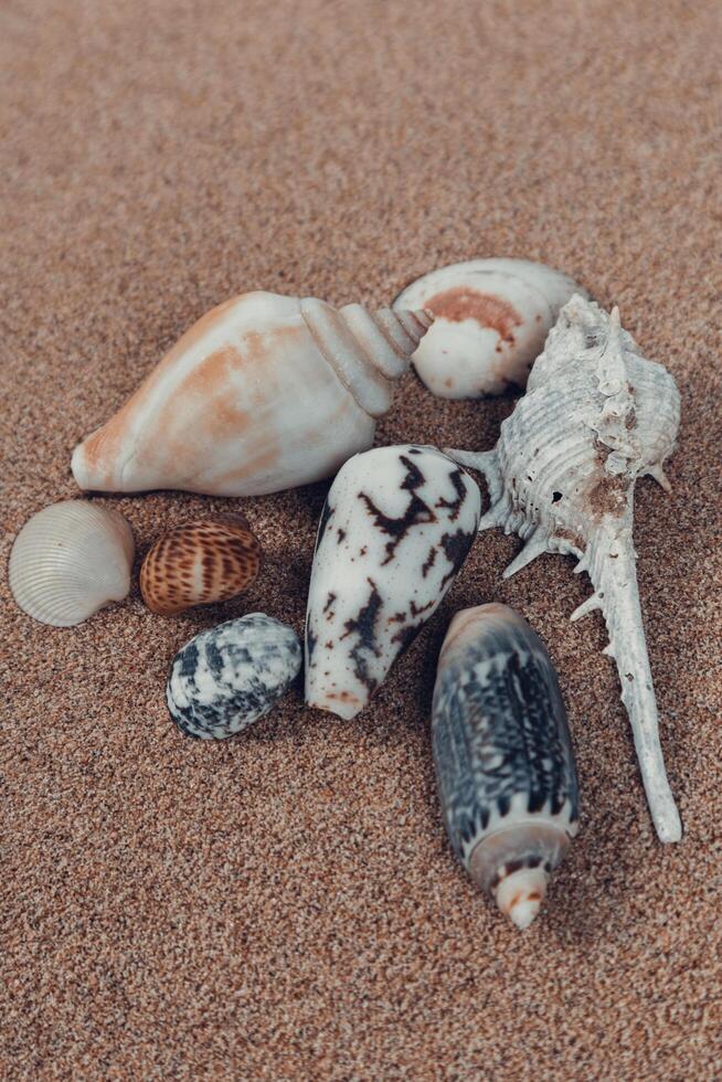 Stapel von Meer Muscheln auf sauber Strand Sand. schließen hoch, Strand Sand Textur foto