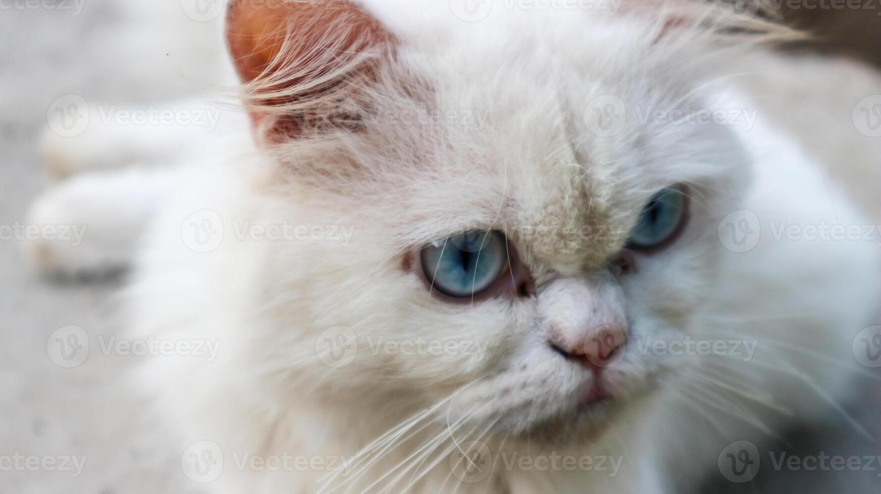 wütend Weiß Katze Blau Augen. inländisch Weiß Katze Lügen runter. foto