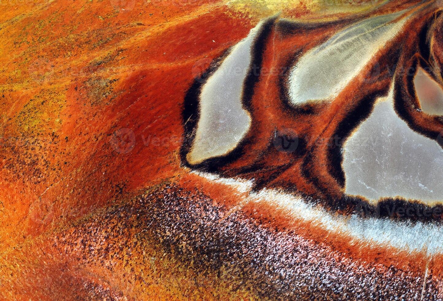 attacus Atlas. Atlas Motte. Flügel von bunt tropisch Atlas Schmetterling schließen hoch. Schmetterling Flügel Textur Hintergrund foto