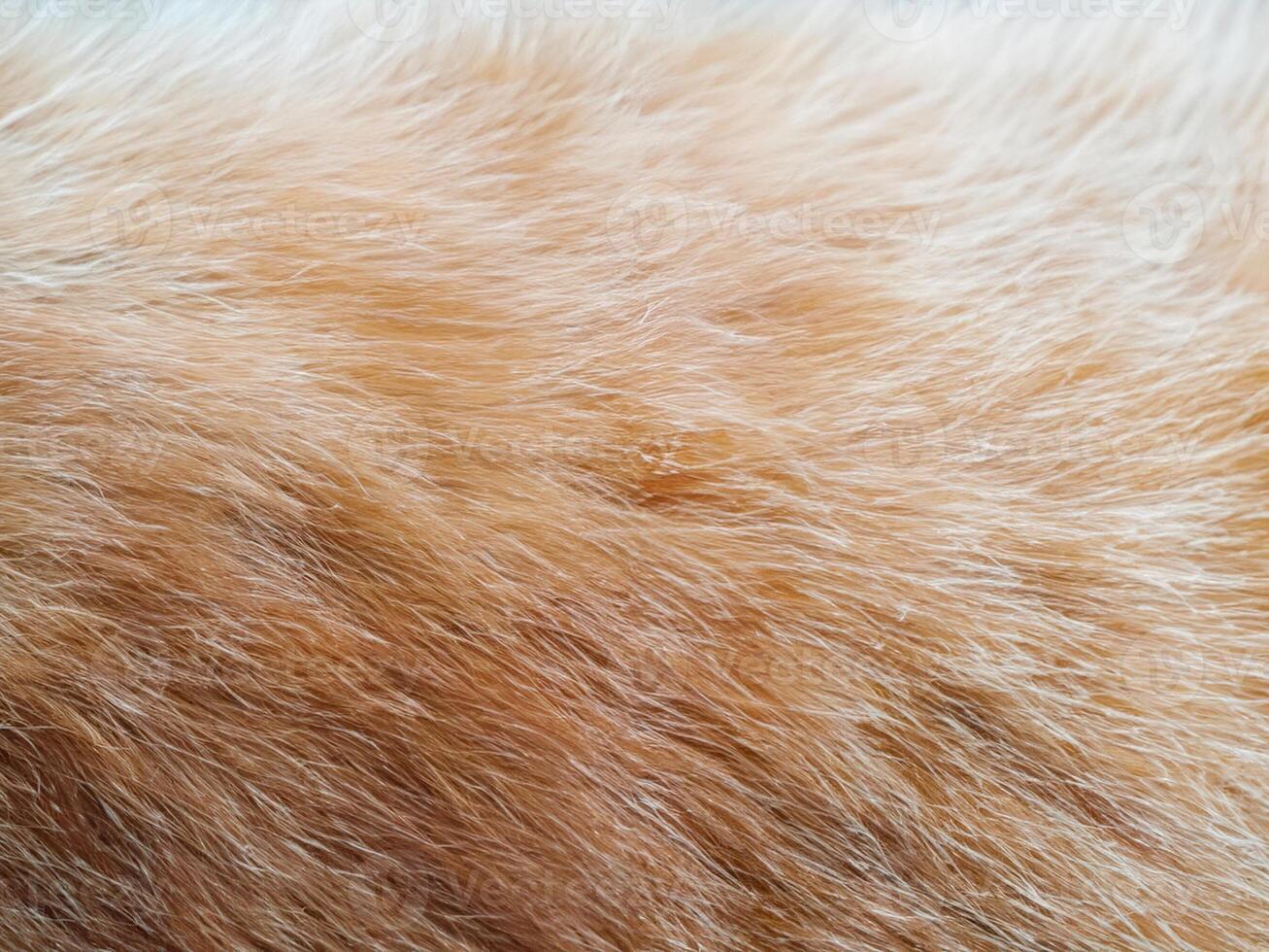 Katze Pelz Textur Hintergrund. foto