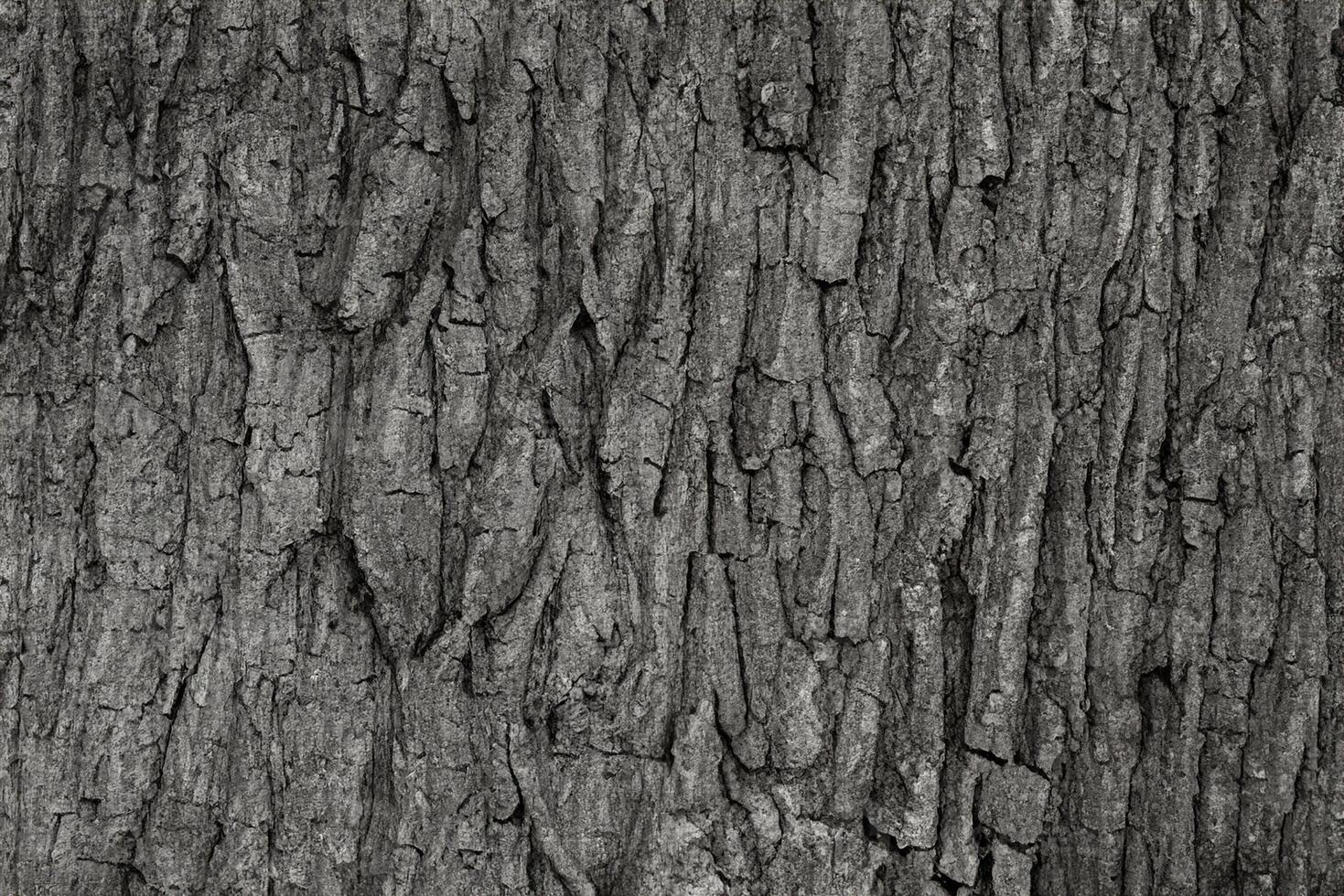 trocken Baum Rinde Textur und Hintergrund, Natur Konzept foto