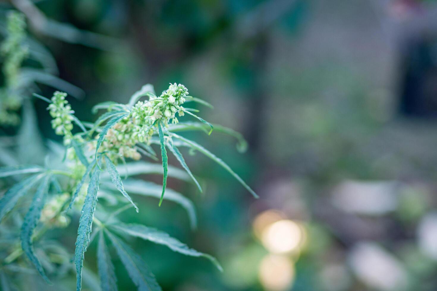 Nahansicht von Cannabis Pflanze wachsend von das Boden. Hanf Grün Blätter zum medizinisch foto