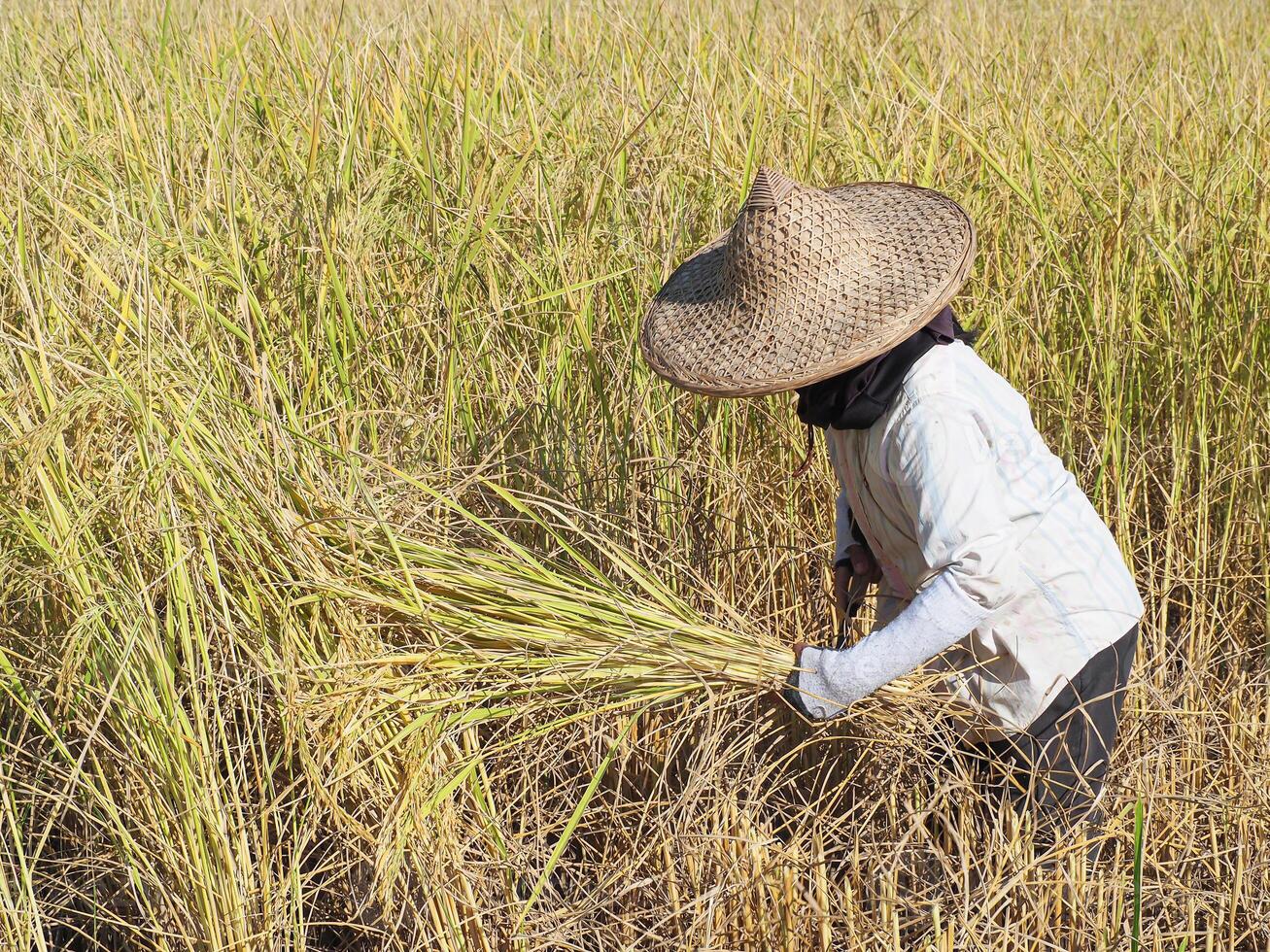 asiatisch Frau Farmer sind Ernte Reis durch ein Sichel foto