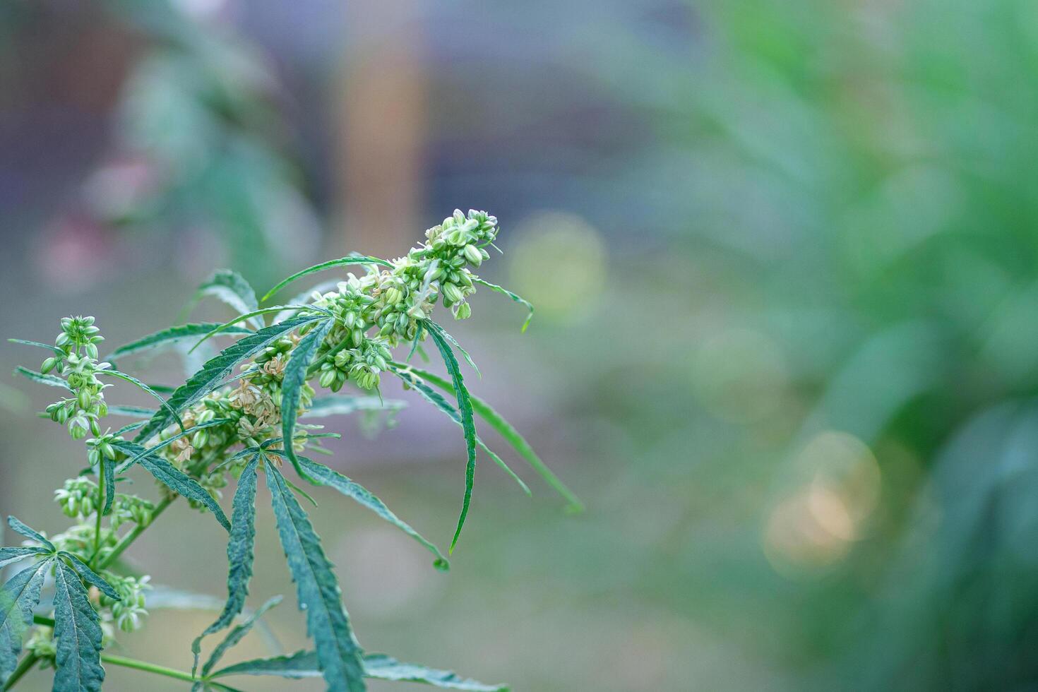 Nahansicht von Cannabis Pflanze wachsend von das Boden. Hanf Grün Blätter zum medizinisch foto