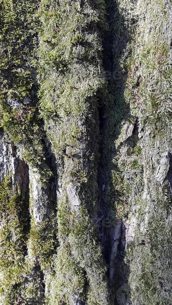 Baum Rinde mit spross Moos. Baum Rinde mit Grün Moos foto