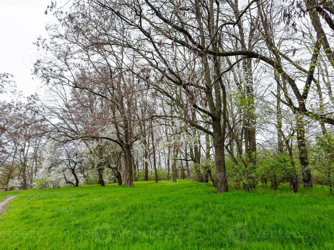 ein friedlich Wiese mit hoch aufragend Bäume und ein heiter Weg. ein grasig Feld mit Bäume und ein Schmutz Pfad foto