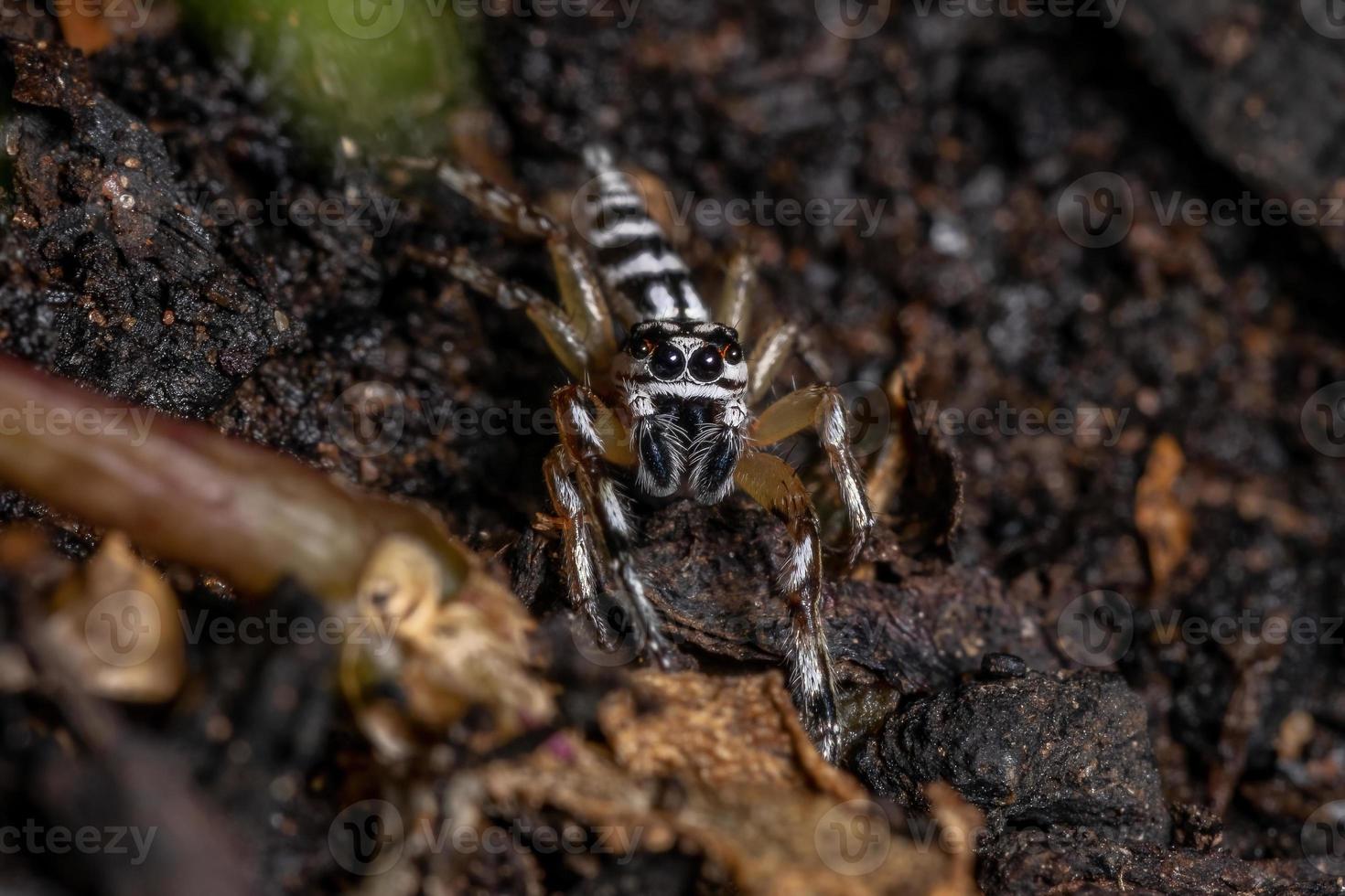 kleine springende Spinne foto