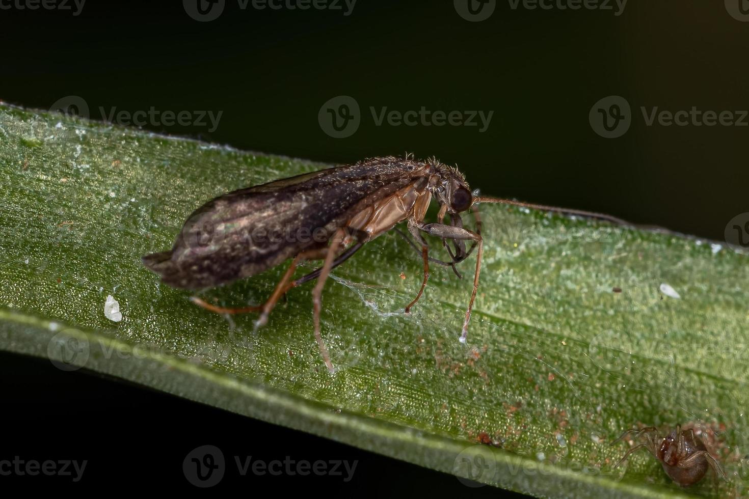 totes erwachsenes Köcherfliegeninsekt foto