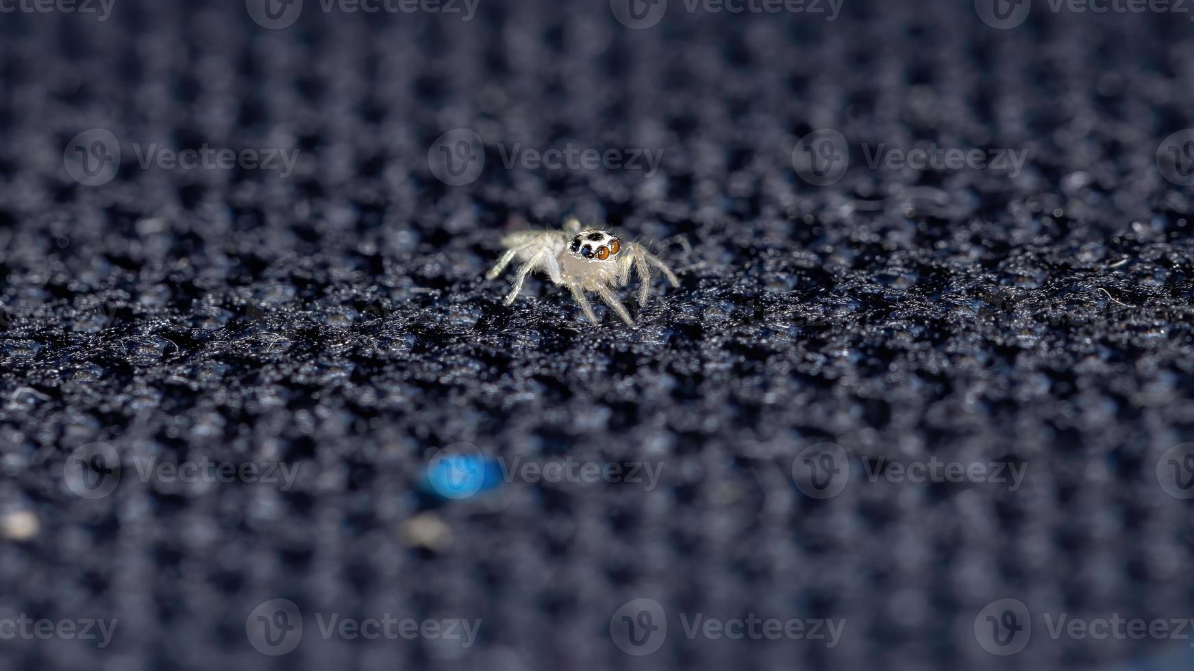 kleine springende Spinne foto