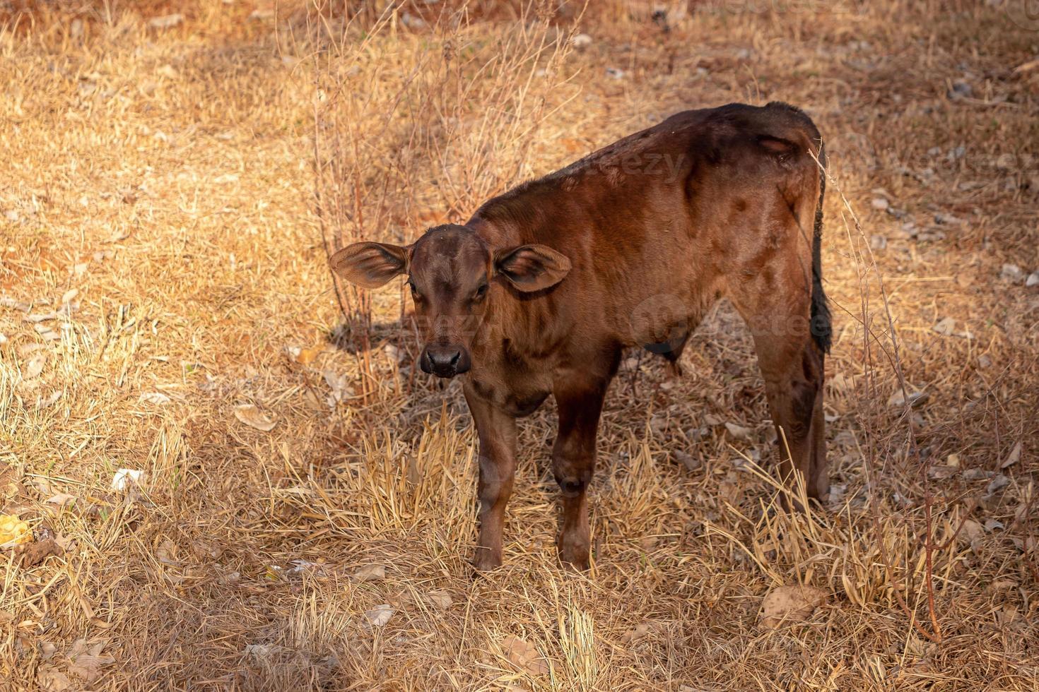 Kuh auf einem Bauernhof foto