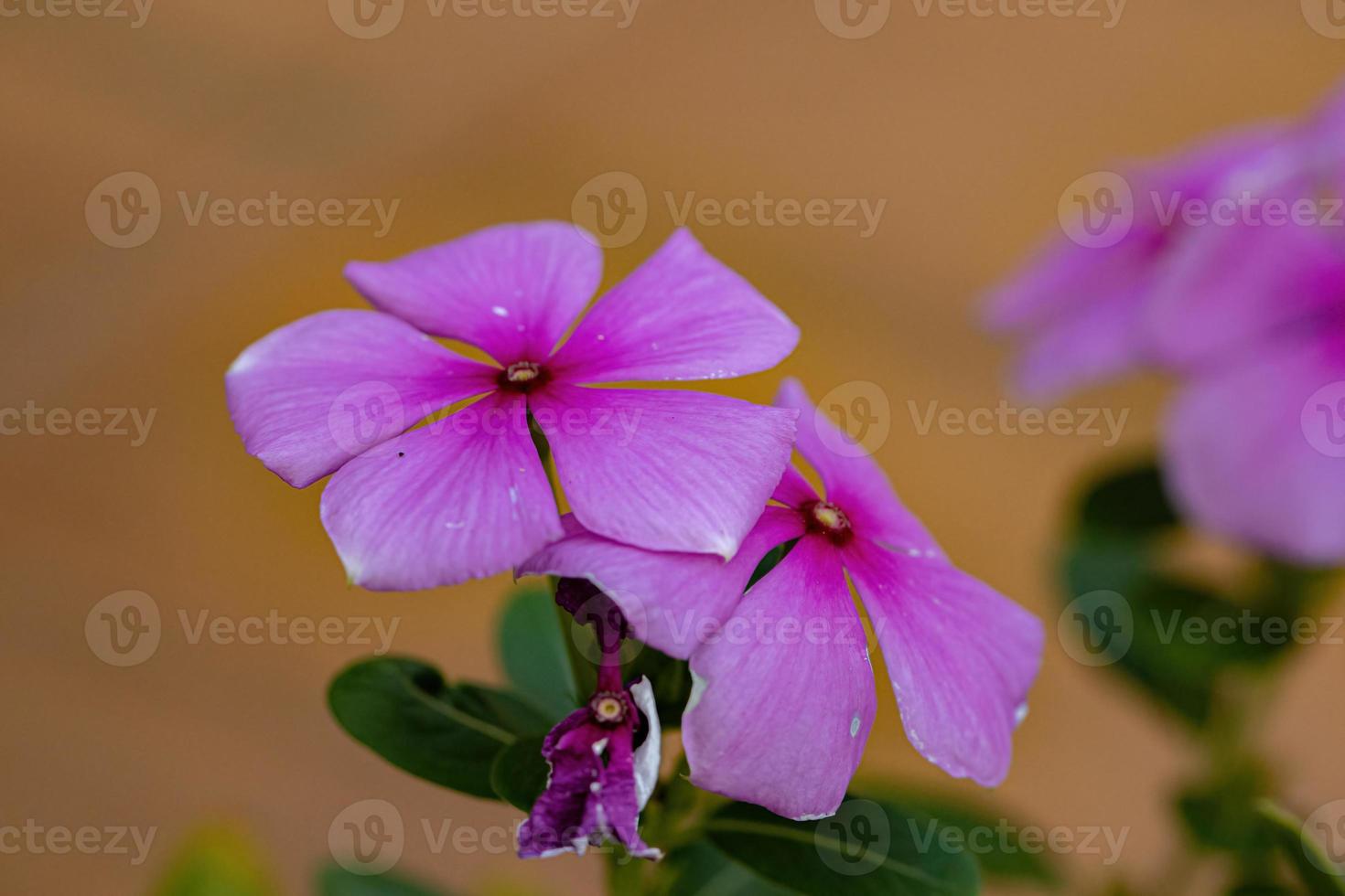 rosa Madagaskar-Immergrün-Blume foto