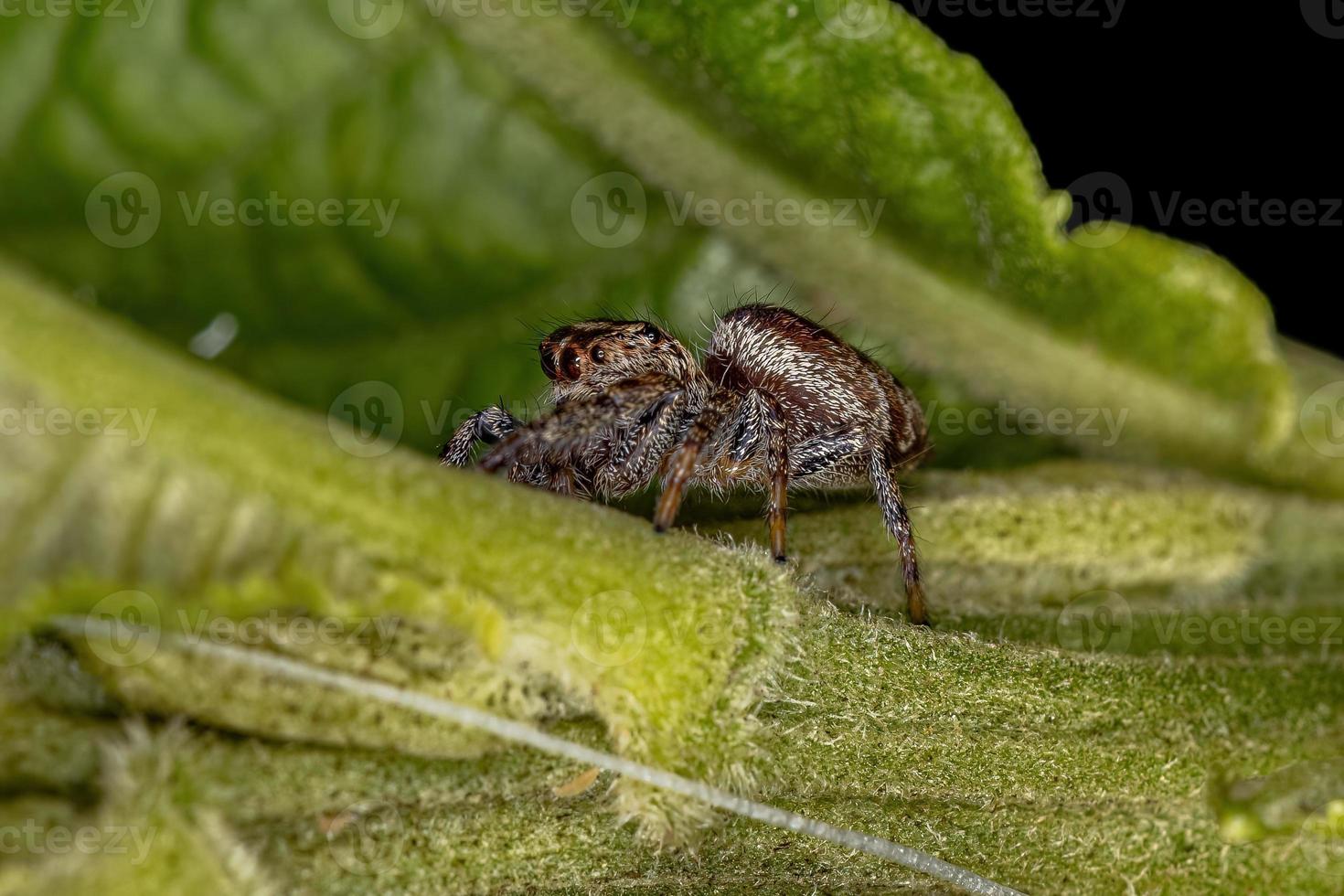 kleine springende Spinne foto