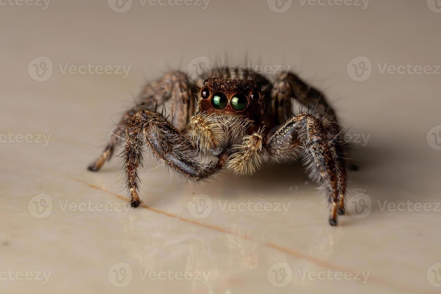 pantropische Springspinne foto