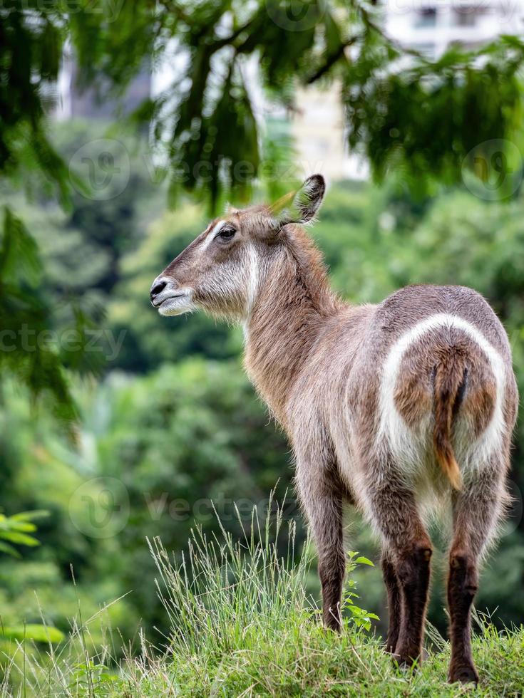 Wasserbock Wildtier foto