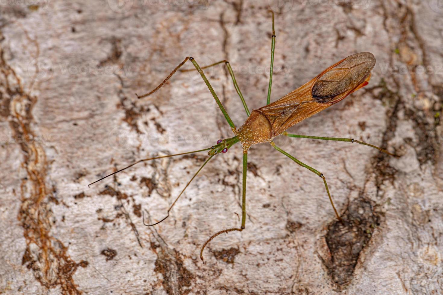 erwachsener Attentäter Bug foto