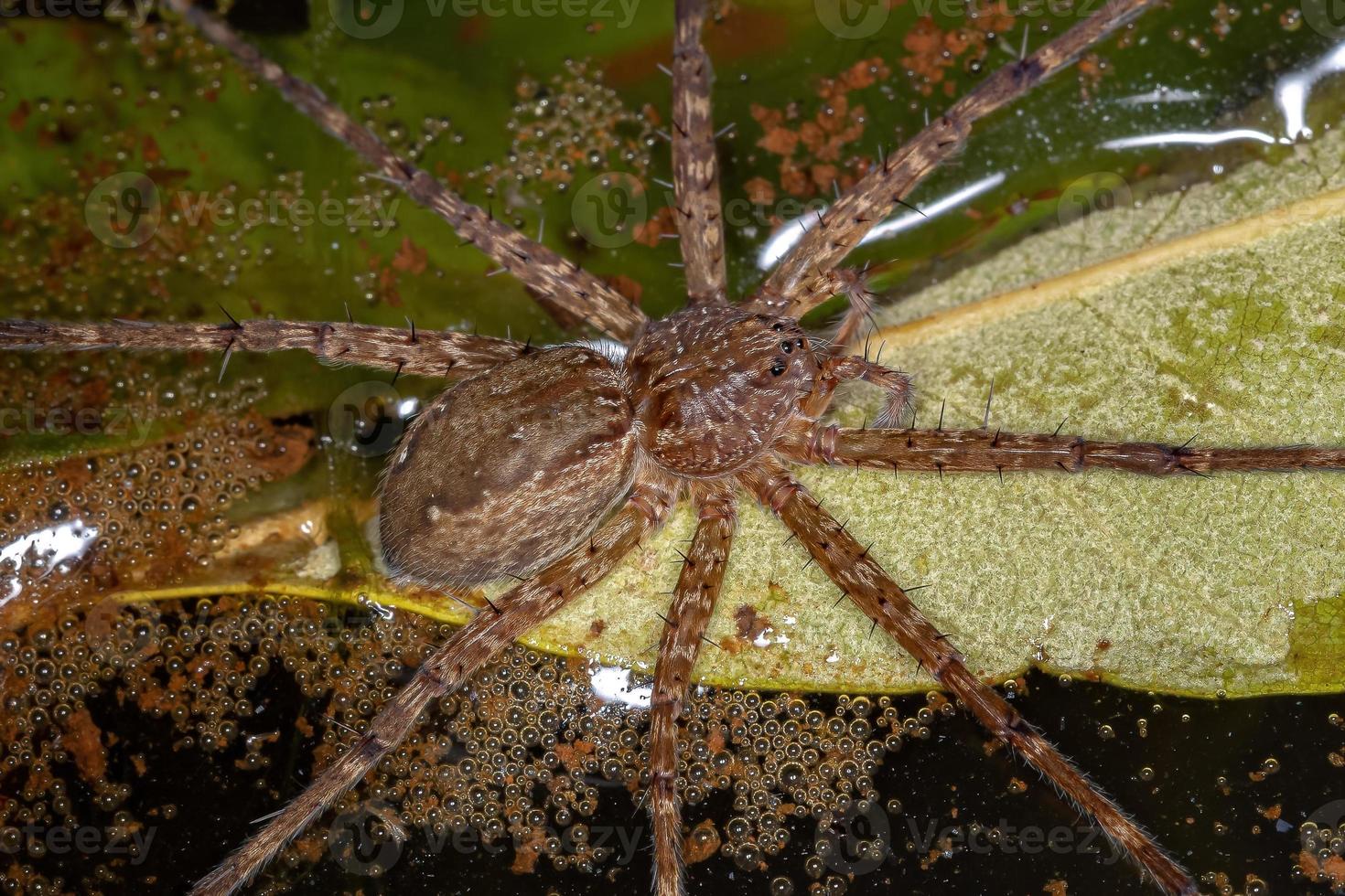 weibliche erwachsene Trechaleid-Spinne foto