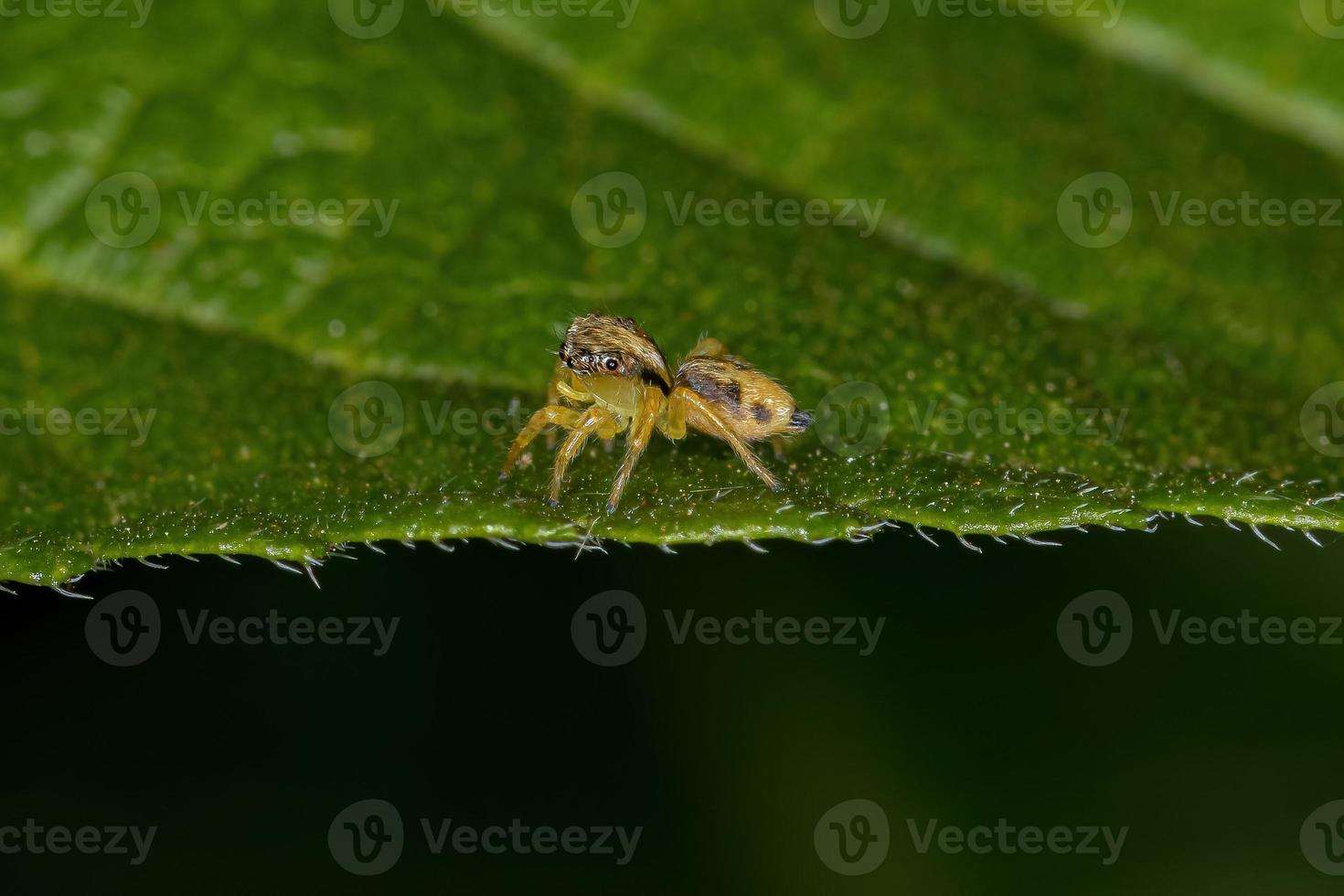 kleine springende Spinne foto